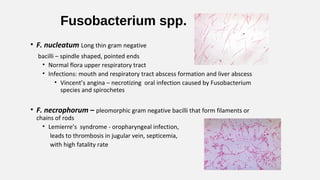 Fusobacterium spp.
• F. nucleatum Long thin gram negative
bacilli – spindle shaped, pointed ends
• Normal flora upper respiratory tract
• Infections: mouth and respiratory tract abscess formation and liver abscess
• Vincent’s angina – necrotizing oral infection caused by Fusobacterium
species and spirochetes
• F. necrophorum – pleomorphic gram negative bacilli that form filaments or
chains of rods
• Lemierre’s syndrome - oropharyngeal infection,
leads to thrombosis in jugular vein, septicemia,
with high fatality rate
 