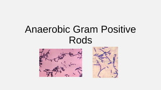 Anaerobic Gram Positive
Rods
 