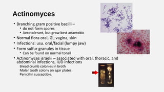Actinomyces
• Branching gram positive bacilli –
• do not form spores
• Aerotolerant, but grow best anaerobic
• Normal flora oral, GI, vagina, skin
• Infections: usu. oral/facial (lumpy jaw)
• Form sulfur granules in tissue
• Can be found on normal tonsil
• Actinomyces israelii – associated with oral, thoracic, and
abdominal infections, IUD infections
Bread crumb colonies in broth
Molar tooth colony on agar plates
Penicillin susceptible.
 
