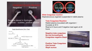 Catalase Enzyme Reaction
Negative Positive
Bacteria placed in Hydrogen
Peroxide – bubbles, positive reaction
Slide Coagula...