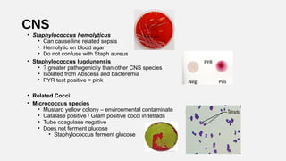 CNS
• Staphylococcus hemolyticus
• Can cause line related sepsis
• Hemolytic on blood agar
• Do not confuse with Staph aur...