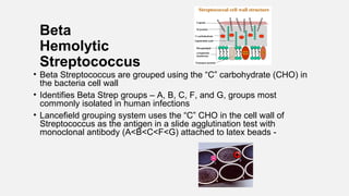 Beta
Hemolytic
Streptococcus
• Beta Streptococcus are grouped using the “C” carbohydrate (CHO) in
the bacteria cell wall
•...