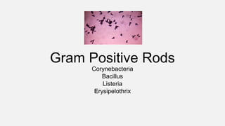 Gram Positive Rods
Corynebacteria
Bacillus
Listeria
Erysipelothrix
 