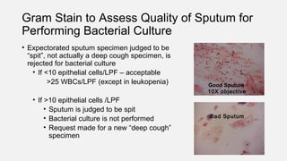 Gram Stain to Assess Quality of Sputum for
Performing Bacterial Culture
• Expectorated sputum specimen judged to be
“spit”...