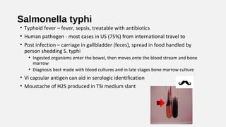 Salmonella typhi
• Typhoid fever – fever, sepsis, treatable with antibiotics
• Human pathogen - most cases in US (75%) fro...