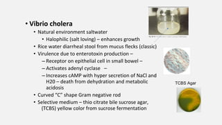 • Vibrio cholera
• Natural environment saltwater
• Halophilic (salt loving) – enhances growth
• Rice water diarrheal stool...