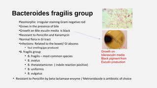 Bacteroides fragilis group
Pleomorphic irregular staining Gram negative rod
•Grows in the presence of bile
•Growth on Bile...