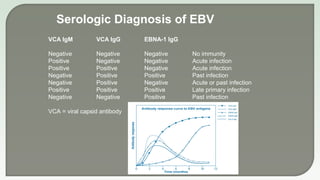 VCA IgM VCA IgG EBNA-1 IgG
Negative Negative Negative No immunity
Positive Negative Negative Acute infection
Positive Positive Negative Acute infection
Negative Positive Positive Past infection
Negative Positive Negative Acute or past infection
Positive Positive Positive Late primary infection
Negative Negative Positive Past infection
VCA = viral capsid antibody
Serologic Diagnosis of EBV
 