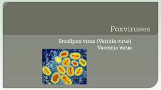 Smallpox virus (Variola virus)
Vaccinia virus
 