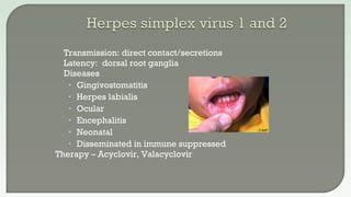  Herpes simplex 1 & 2
• Produce CPE within 24-48 hrs
• Human diploid fibroblast (MRC-5)
• Observe for characteristic CPE
...