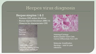  Herpes simplex 1 & 2
• Produce CPE within 24-48 hrs
• Human diploid fibroblast (MRC-5)
• Observe for characteristic CPE
Negative
fibroblast
Cell line
HSV CPE – cell
rounding starting on the
edge of the monolayer.
Histology/Cytology
Multinucleated Giant Cells
Cannot Differentiate from VZV
Molecular Amplification
Serology – best for past
infections
 