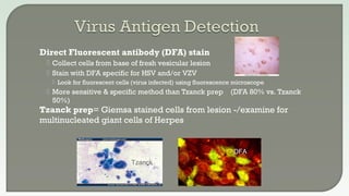  Direct Fluorescent antibody (DFA) stain
 Collect cells from base of fresh vesicular lesion
 Stain with DFA specific for HSV and/or VZV
 Look for fluorescent cells (virus infected) using fluorescence microscope
 More sensitive & specific method than Tzanck prep (DFA 80% vs. Tzanck
50%)
 Tzanck prep= Giemsa stained cells from lesion -/examine for
multinucleated giant cells of Herpes
Tzanck
Tzanck
DFA
 