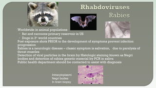  Worldwide in animal populations
• Bat and raccoons primary reservoir in US
• Dogs in 3rd
world countries
 Post exposure shots PRIOR to the development of symptoms prevent infection
progression
 Rabies is a neurologic disease – classic symptom is salivation, due to paralysis of
throat muscles
 Detection of viral particles in the brain by Histologic staining known as Negri
bodies and detection of rabies genetic material by PCR in saliva
 Public health department should be contacted to assist with diagnosis
Intracytoplasmi
Negri bodies
In brain biopsy
 