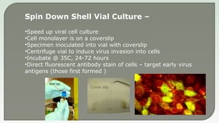 Spin Down Shell Vial Culture –
•Speed up viral cell culture
•Cell monolayer is on a coverslip
•Specimen inoculated into vial with coverslip
•Centrifuge vial to induce virus invasion into cells
•Incubate @ 35C, 24-72 hours
•Direct fluorescent antibody stain of cells – target early virus
antigens (those first formed )
Cover slip
 