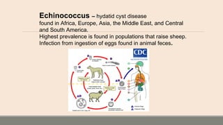 Echinococcus – hydatid cyst disease
found in Africa, Europe, Asia, the Middle East, and Central
and South America.
Highest prevalence is found in populations that raise sheep.
Infection from ingestion of eggs found in animal feces.
 