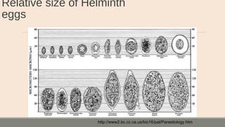Relative size of Helminth
eggs
http://www2.bc.cc.ca.us/bio16/pal/Parasitology.htm
 