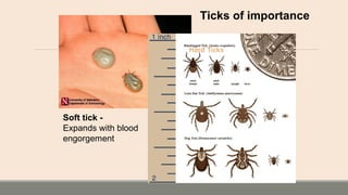 Ticks of importance
Soft tick -
Expands with blood
engorgement
Hard Ticks
 
