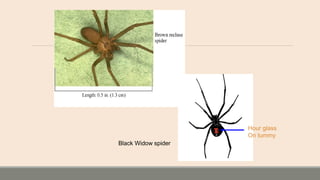 Black Widow spider
Hour glass
On tummy
 