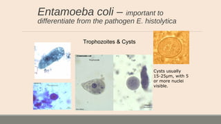 Entamoeba coli – important to
differentiate from the pathogen E. histolytica
Trophozoites & Cysts
Cysts usually
15-25µm, with 5
or more nuclei
visible.
 