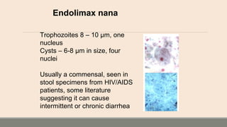 Endolimax nana
Trophozoites 8 – 10 µm, one
nucleus
Cysts – 6-8 µm in size, four
nuclei
Usually a commensal, seen in
stool specimens from HIV/AIDS
patients, some literature
suggesting it can cause
intermittent or chronic diarrhea
 