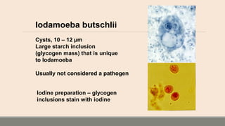 Iodamoeba butschlii
Cysts, 10 – 12 µm
Large starch inclusion
(glycogen mass) that is unique
to Iodamoeba
Usually not considered a pathogen
Iodine preparation – glycogen
inclusions stain with iodine
 