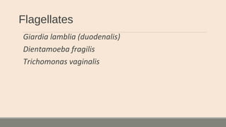 Flagellates
Giardia lamblia (duodenalis)
Dientamoeba fragilis
Trichomonas vaginalis
 