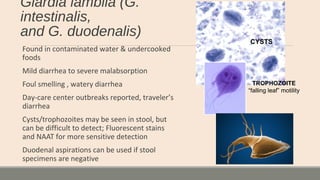 Giardia lamblia (G.
intestinalis,
and G. duodenalis)
Found in contaminated water & undercooked
foods
Mild diarrhea to severe malabsorption
Foul smelling , watery diarrhea
Day-care center outbreaks reported, traveler’s
diarrhea
Cysts/trophozoites may be seen in stool, but
can be difficult to detect; Fluorescent stains
and NAAT for more sensitive detection
Duodenal aspirations can be used if stool
specimens are negative
TROPHOZOITE
“falling leaf” motility
CYSTS
 