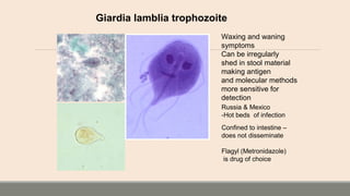 Giardia lamblia trophozoite
Waxing and waning
symptoms
Can be irregularly
shed in stool material
making antigen
and molecular methods
more sensitive for
detection
Russia & Mexico
-Hot beds of infection
Confined to intestine –
does not disseminate
Flagyl (Metronidazole)
is drug of choice
 