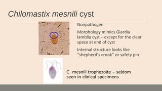 Chilomastix mesnili cyst
Nonpathogen
Morphology mimics Giardia
lamblia cyst – except for the clear
space at end of cyst
Internal structure looks like
“shepherd’s crook” or safety pin
C. mesnili trophozoite – seldom
seen in clinical specimens
 