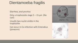 Dientamoeba fragilis
Diarrhea, anal pruritus
Only a trophozoite stage 5 – 15 µm (No
cyst)
Usually two nuclei visible in the
trophozlite
Can occur in Co-infection with Enterobius
(pinworm)
 