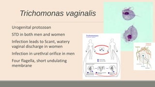 Trichomonas vaginalis
Urogenital protozoan
STD in both men and women
Infection leads to Scant, watery
vaginal discharge in women
Infection in urethral orifice in men
Four flagella, short undulating
membrane
 