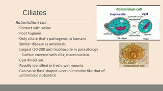 Ciliates
Balantidium coli
◦Contact with swine
◦Poor hygiene
◦Only ciliate that’s pathogenic to humans
◦Similar disease as amebiasis
◦Largest (50-200 um) trophozoite in parasitology
◦Surface covered with cilia; macronucleus
◦Cyst 40-60 um
◦Readily identified in fresh, wet mounts
◦Can cause flask shaped ulcer in intestine like that of
Entamoeba histolytica
 