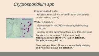 Cryptosporidium spp
Contaminated water
◦Resistant to usual water-purification procedures
(chlorination, ozone)
Watery diarrhea -
◦More severe in HIV/AIDS – chronic/debilitating
infection
◦Daycare center outbreaks (fecal-oral transmission)
Not detected in routine O & P exams (left)
Modified acid-fast stains (PAF) aid in detection,
Oocysts measure 4-6 µm
Stool antigen, Direct Fluorescence antibody staining
and Molecular assays aid detection.
 