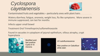 Cyclospora
cayetanensis
Contaminated fruits and vegetables – particularly ones with plant hairs
Watery diarrhea; fatigue, anorexia, weight loss, flu like symptoms. More severe in
immune suppressed, can last for months
Infects upper small bowel
Treatment Oral Trimethoprim/sulfamethoxazole
Found in vacuoles in cytoplasm of jejunal epithelium, villous atrophy, crypt
hyperplasia
Modified acid
fast positive
Cysts 8-10
microns
UV autofluorescence
Also positive on Calcofluor
white stain
 