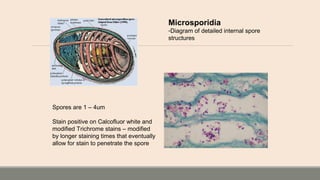 Microsporidia
-Diagram of detailed internal spore
structures
Spores are 1 – 4um
Stain positive on Calcofluor white and
modified Trichrome stains – modified
by longer staining times that eventually
allow for stain to penetrate the spore
 