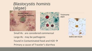 Blastocystis hominis
(algae)
Small #s: are considered commensal
Large #s: may be pathogenic
Found in Contaminated food and H20 
Primary a cause of Traveler’s diarrhea
Iodine wet mount
Nuclear blobs
Around the periphery Trichrome
stain
 