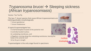 Trypanosoma brucei  Sleeping sickness
(African trypanosomiasis)
Vector: Tse Tse fly
The two T. brucei species that cause African trypanosomiasis are
indistinguishable morphologically
◦ T. brucei gambiense
◦ T. brucei rhodesiense
A typical trypomastigote has:
◦ A small kinetoplast located at the posterior end
◦ A centrally located nucleus
◦ An undulating membrane, and
◦ A flagellum running along the undulating membrane, leaving the
body at the anterior end
◦ 14 to 33 µm in length
Trypomastigote is the only stage found in specimens
kinetoplast
nucleus
 