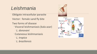 Leishmania
Obligate intracellular parasite
Vector: female sand fly bite
Two forms of disease
◦Visceral leishmaniasis (kala azar)
◦L. donovani
◦Cutaneous leishmaniasis
◦L. tropica
◦L. braziliensis
 