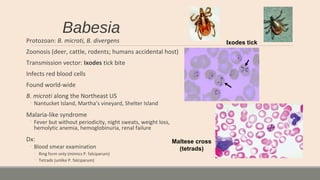 Babesia
Protozoan: B. microti, B. divergens
Zoonosis (deer, cattle, rodents; humans accidental host)
Transmission vector: Ixodes tick bite
Infects red blood cells
Found world-wide
B. microti along the Northeast US
◦ Nantucket Island, Martha’s vineyard, Shelter Island
Malaria-like syndrome
◦ Fever but without periodicity, night sweats, weight loss,
hemolytic anemia, hemoglobinuria, renal failure
Dx:
◦ Blood smear examination
◦ Ring form only (mimics P. falciparum)
◦ Tetrads (unlike P. falciparum)
Maltese cross
(tetrads)
Ixodes tick
 