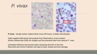 P. vivax
Amoeboid
ring form
P.vivax – benign tertian malaria (fever every 48 hours), invades reticulocytes.
Duffy negative Red blood cell protects from Plasmodium vivax invasion-
African natives lack Duffy rbc antigen and this prevents them from serious P. vivax.
Untreated infections last several years remaining dormant in the liver.
Recurrent and chronic infection can lead to brain, kidney and liver damage
 