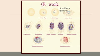 Schuffner’s
granules
 