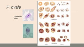 P. ovale
Fimbriated
edge
 