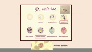 “Rosette” schizont
 