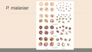 P. malariae
 