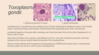 Toxoplasma
gondii
T. gondii encystment in tissue T. gondii tachyzoites
Toxoplasmosis is considered to be a leading cause of death attributed to foodborne illness in the United
States. Caused by eating undercooked, contaminated meat (especially pork, lamb, and venison)
Accidental ingestion of oocysts after cleaning a cat's litter box when the cat has shed Toxoplasma in its
feces is also a cause
More than 30 million men, women, and children in the U.S. carry the Toxoplasma parasite, few have
symptoms the immune system keeps the parasite from causing illness.
Women newly infected with Toxoplasma during pregnancy (TORCH) and anyone with a compromised
immune system are most at risk for severe consequences.
 