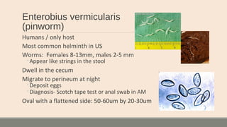 Enterobius vermicularis
(pinworm)
Humans / only host
Most common helminth in US
Worms: Females 8-13mm, males 2-5 mm
◦Appear like strings in the stool
Dwell in the cecum
Migrate to perineum at night
◦Deposit eggs
◦Diagnosis- Scotch tape test or anal swab in AM
Oval with a flattened side: 50-60um by 20-30um
 