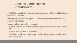 Ascaris lumbricoides
(roundworm)
1-1.2 billion people infected, Africa, the Americas, China and East Asia,
common in children
Developing countries with poor sanitation/ feces contaminated soil,
humans ingest eggs
Largest helminth to affect humans
◦Worms: Females 20-35cm long and straight, males 15-30cm with a curved
tale
◦Can cause intestinal obstruction
◦Loeffler’s syndrome – pulmonary infiltration and eosinophilia from
worm migration
 