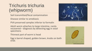 Trichuris trichuria
(whipworm)
Soil transmitted/fecal contamination
Disease similar to amebiasis
PVA preserved samples inferior to formalin
Adult worm attaches to large intestine, rarely
recovered – diagnosis by detecting egg in stool
specimens
Thinnest part of worm is head
Egg is barrel shaped, golden brown, knobs on both
ends
 