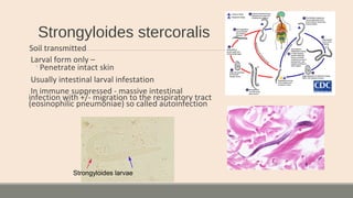 Strongyloides stercoralis
Soil transmitted
Larval form only –
◦Penetrate intact skin
Usually intestinal larval infestation
In immune suppressed - massive intestinal
infection with +/- migration to the respiratory tract
(eosinophilic pneumoniae) so called autoinfection
Strongyloides larvae
 