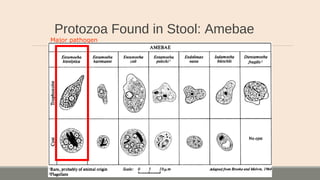 Protozoa Found in Stool: Amebae
Major pathogen
 
